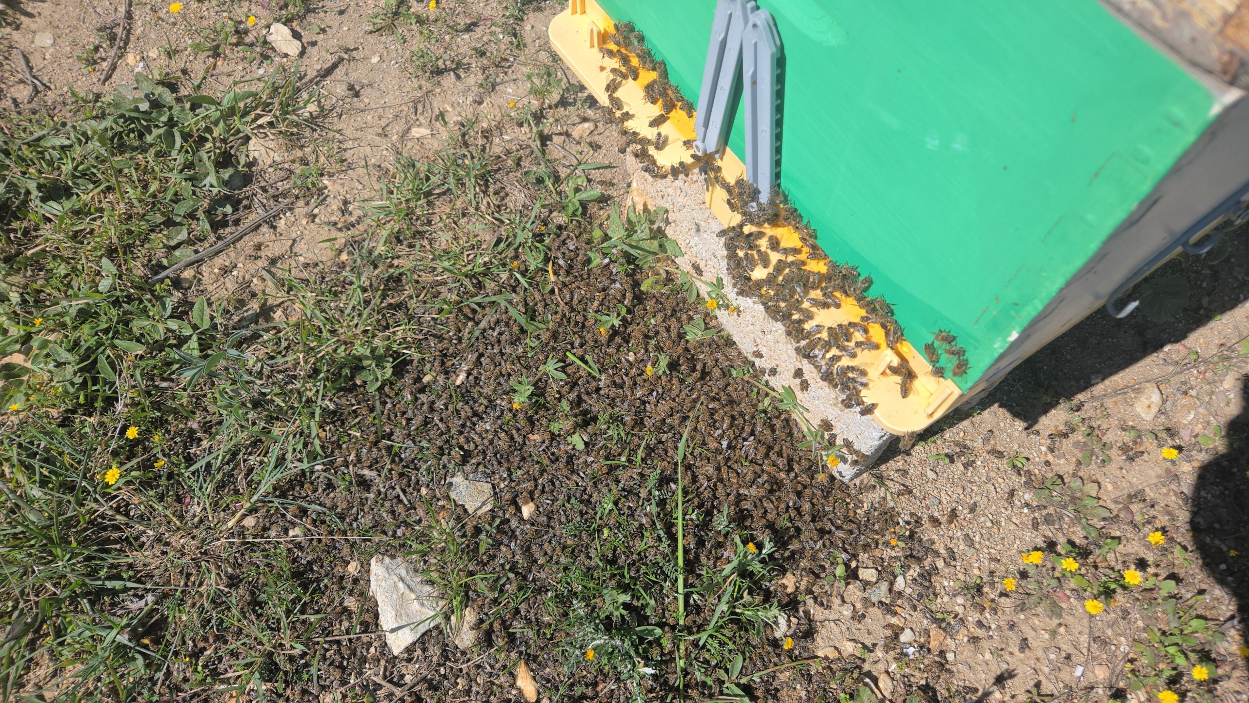 Ανακοίνωση της Επιτροπής Αγροτικής Μέριμνας Δήμου Πάρου Σχετικά με περιστατικά δηλητηρίασης μελισσών και την ορθή χρήση φυτοπροστατευτικών προϊόντων